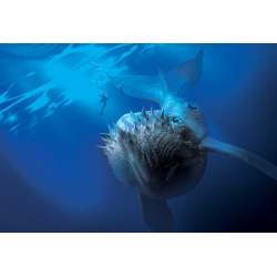 Abyss est un jeu de Bruno Cathala et Charles Chevallier.